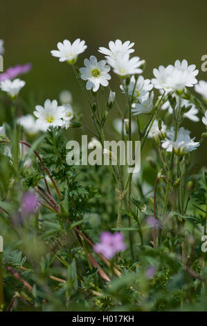 Souris de champ-oreille (Cerastium arvense), blooming, Allemagne Banque D'Images