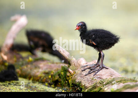 Gallinule poule-d'eau (Gallinula chloropus), jeune debout sur le bois mort dans un étang, vue de côté, la Roumanie, le Delta du Danube Banque D'Images