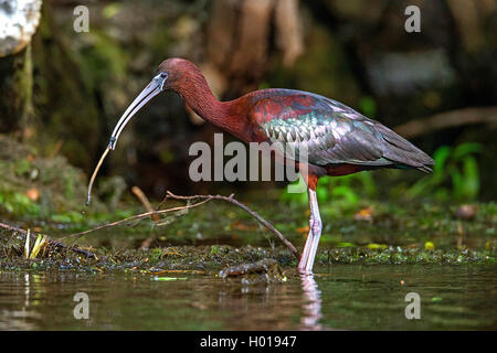 L'ibis falcinelle (Plegadis falcinellus), debout dans l'eau peu profonde avec un ver dans le projet de loi, vue de côté, la Roumanie, le Delta du Danube Banque D'Images