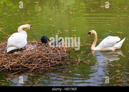 Mute swan (Cygnus olor), cygnes tuberculés et reproduction foulques côte à côte, la Suisse, le lac de Constance Banque D'Images