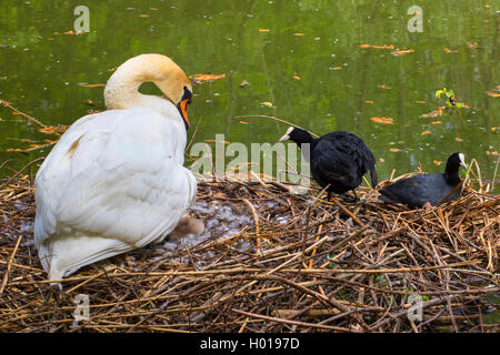 Mute swan (Cygnus olor), est attaqué par un foulque sur le nid, la Suisse, le lac de Constance Banque D'Images