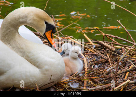 Mute swan (Cygnus olor), l'élevage cygne muet avec deux oisillons dans le nid, la Suisse, le lac de Constance Banque D'Images