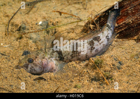 Gobie Gobius (Proterorhinus marmoratus marmoratus,), en bas, la Roumanie, le Delta du Danube Banque D'Images