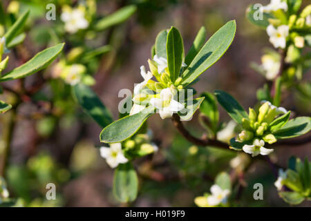 Daphné (Daphne alpin alpinum), blooming, Autriche Banque D'Images