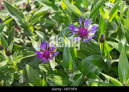 Star-montagnarde, chardon, la centaurée bleuet vivace la montagne, Mountain bleuet, baccalauréat, bouton, Mountain (centaurea montana) Bluet, blooming, Allemagne Banque D'Images