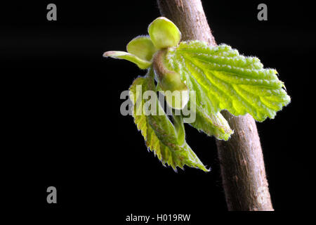 Corkscrew Hazel , Politique (Corylus avellana 'Contorta', Corylus avellana contorta), feuilles de tir Banque D'Images