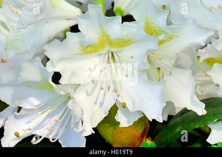 Rhododendron (Rhododendron 'Cunningham' Blanc, Rhododendron Cunningham blanc), le cultivar Cunningham White Banque D'Images