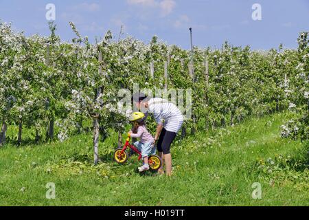 Pommier (Malus domestica), la femme à petite fille en fleurs dans une plantation d'arbres d'Apple, l'ALLEMAGNE, Basse-Saxe, Altes Land Banque D'Images