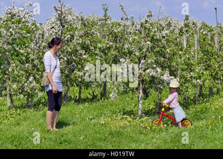 Pommier (Malus domestica), la femme à petite fille debout dans une plantation d'arbres d'apple en fleurs, en Allemagne, en Basse-Saxe, Altes Land Banque D'Images