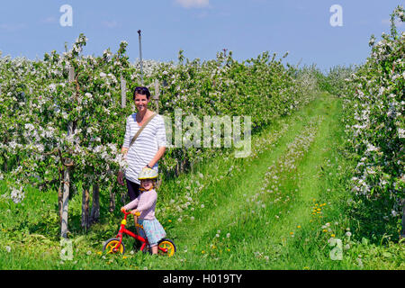 Pommier (Malus domestica), la femme à petite fille debout dans une plantation d'arbres d'apple en fleurs, en Allemagne, en Basse-Saxe, Altes Land Banque D'Images