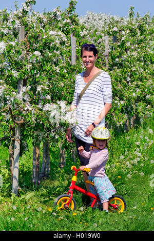 Pommier (Malus domestica), la femme à petite fille debout dans une plantation d'arbres d'apple en fleurs, en Allemagne, en Basse-Saxe, Altes Land Banque D'Images