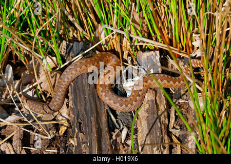Adder, Viper, commune Politique européenne commune, Viper Viper (Vipera berus), serpentant à travers les joncs, ALLEMAGNE, Basse-Saxe, Huvenhoopsmoor Banque D'Images