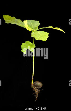 Le chêne commun, le chêne pédonculé, chêne pédonculé (Quercus robur), plantule à acorn Banque D'Images