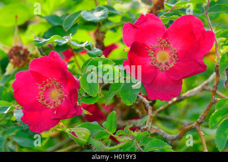 Moyes Rose (Rosa moyesii 'Geranium', Rosa moyesii Geranium Géranium cultivar), Banque D'Images