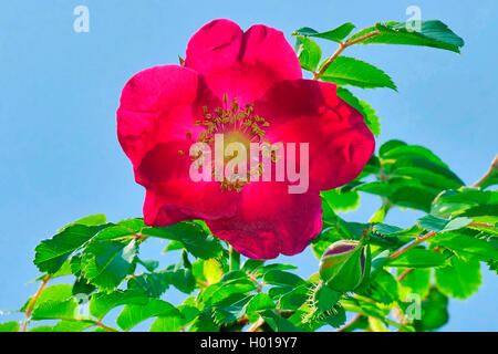 Moyes Rose (Rosa moyesii 'Geranium', Rosa moyesii Geranium Géranium cultivar), Banque D'Images