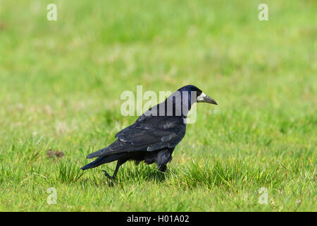 Corbeau freux (corvus frugilegus), en tour dans un pré, en Allemagne, en Basse-Saxe Banque D'Images