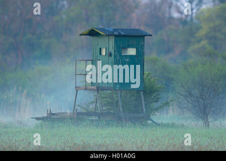 Soulevées se cacher dans le brouillard du matin, l'Allemagne, Rhénanie du Nord-Westphalie Banque D'Images