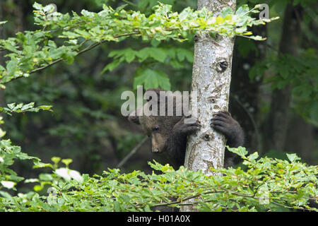 L'ours brun (Ursus arctos arctos), juvénile, Allemagne, Bavière, Parc National de la Forêt bavaroise Banque D'Images