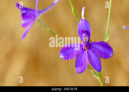 Forking, larkspur Delphinium consolida regalis (champ, Delphinium consolida), fleurs, Roumanie Banque D'Images