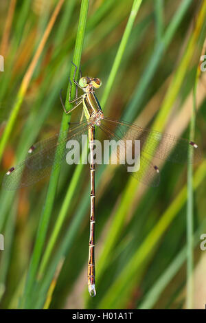 Spreadwing migrants, le sud de l'emerald (demoiselle Lestes barbarus), femme, Roumanie Banque D'Images