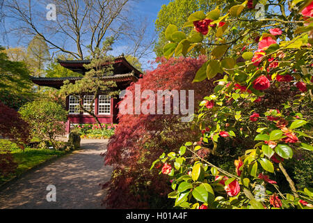 Japanese camellia (Camellia japonica), un jardin japonais Leverkusen avec plateau house au printemps, l'Allemagne, en Rhénanie du Nord-Westphalie, région du Bergisches Land, à Leverkusen Banque D'Images