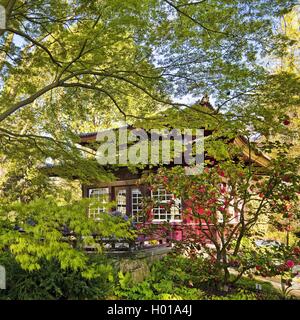 Japanese camellia (Camellia japonica), un jardin japonais Leverkusen avec plateau house au printemps, l'Allemagne, en Rhénanie du Nord-Westphalie, région du Bergisches Land, à Leverkusen Banque D'Images