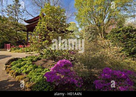 Azalea Azalea (spec.), un jardin japonais Leverkusen avec plateau house au printemps, l'Allemagne, en Rhénanie du Nord-Westphalie, région du Bergisches Land, à Leverkusen Banque D'Images