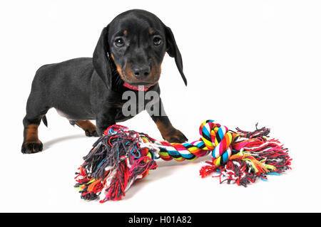 Teckel à poil court, à poil court, chien saucisse chien domestique (Canis lupus f. familiaris), du chiot avec un textile de couleur os, la découpe Banque D'Images