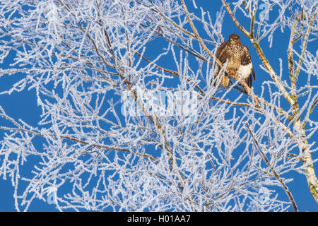 Eurasian buzzard (Buteo buteo), assis dans un arbre avec le givre, l'Allemagne, Bade-Wurtemberg Banque D'Images