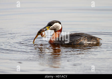 Grèbe jougris (Podiceps grisegena), pris avec grenouille dans le bec, l'Allemagne, Schleswig-Holstein, Fehmarn Banque D'Images