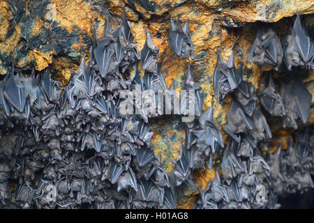 Les chauves-souris, chiropterans (CHIROPTERA), des centaines de chauves-souris dans une grotte au plafond, l'INDONÉSIE, Bali, Goa Lawah Banque D'Images