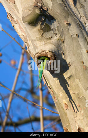 Héron pourpré (Psittacula krameri), femme d'entrer dans un trou d'arbre, de l'Allemagne, Hesse, Biebricher Schlosspark Banque D'Images