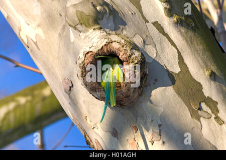 Héron pourpré (Psittacula krameri), femme d'entrer dans un trou d'arbre, de l'Allemagne, Hesse, Biebricher Schlosspark Banque D'Images