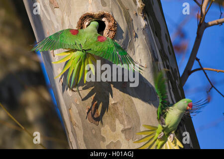 Héron pourpré (Psittacula krameri), femme voler dans un trou d'arbre, de l'Allemagne, Hesse, Biebricher Schlosspark Banque D'Images