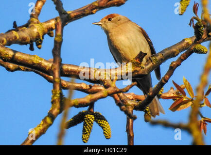 Blackcap (Sylvia atricapilla), Femme, Allemagne, Schleswig-Holstein Banque D'Images