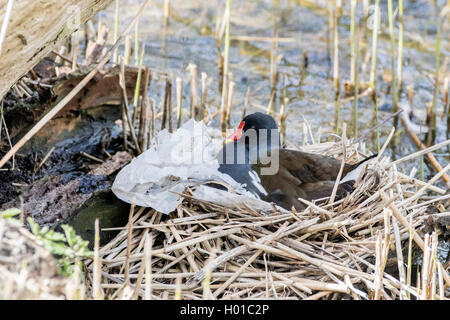 Gallinule poule-d'eau (Gallinula chloropus), dans son nid, l'Allemagne, Schleswig-Holstein, dans le Nord de la Frise, Hallig Hooge Banque D'Images