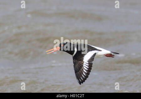 Palaearctic huîtrier pie (Haematopus ostralegus), en vol, l'Allemagne, Schleswig-Holstein, dans le Nord de la Frise, Hallig Hooge Banque D'Images