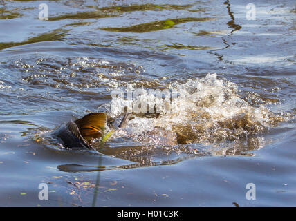 La carpe, la carpe commune, la carpe (Cyprinus carpio), les carpes, Allemagne Banque D'Images