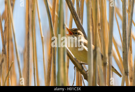 Marsh warbler (Acrocephalus palustris), chant à Reed, Allemagne Banque D'Images
