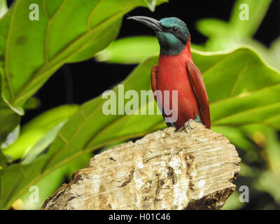 Le nord de carmine bee eater (Merops nubicus), sur une branche Banque D'Images