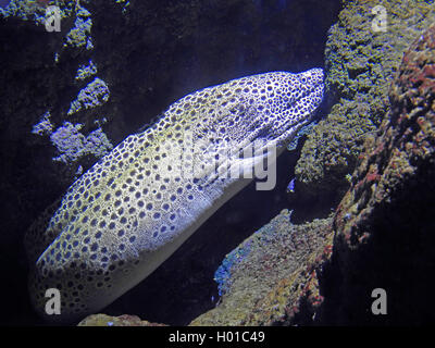 Murène Gymnothorax favagineus (HONEYCOMB), portrait Banque D'Images