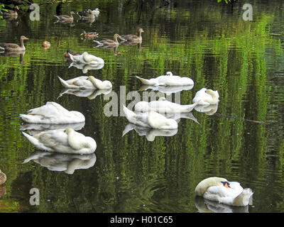 Mute swan (Cygnus olor), dormir les cygnes tuberculés sur l'Alster, Hamburg, Allemagne Banque D'Images