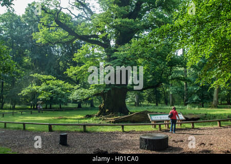 Le chêne commun, le chêne pédonculé, chêne pédonculé (Quercus robur), 1000 ans de chêne ancien dans un parc, l'Allemagne, de Mecklembourg-Poméranie occidentale, Ivenacker Eichen, Ivenack Banque D'Images