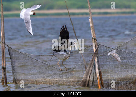 Hooded crow (Corvus corone cornix, Corvus cornix), hooded crow et grwey heron sur un filet de pêche, de l'Allemagne, de Mecklembourg-Poméranie-Occidentale, Malchiner Voir Banque D'Images