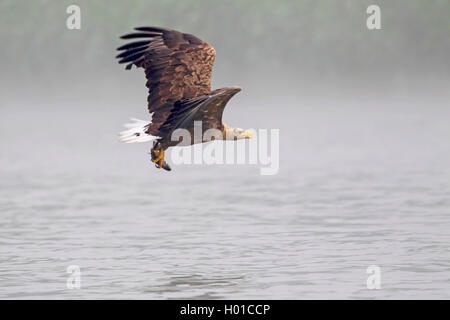 Pygargue à queue blanche (Haliaeetus albicilla), des profils avec du poisson pêché, l'Allemagne, de Mecklembourg-Poméranie occidentale, Malchiner Voir Banque D'Images