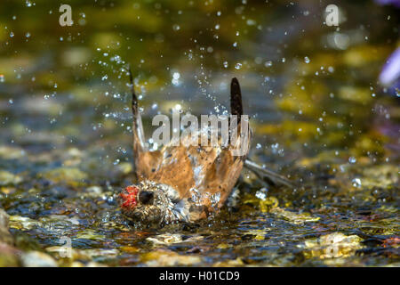 (Carduelis cannabina linnet, Acanthis cannabina), homme se baigne dans un ruisseau, l'Allemagne, Mecklembourg-Poméranie-Occidentale Banque D'Images