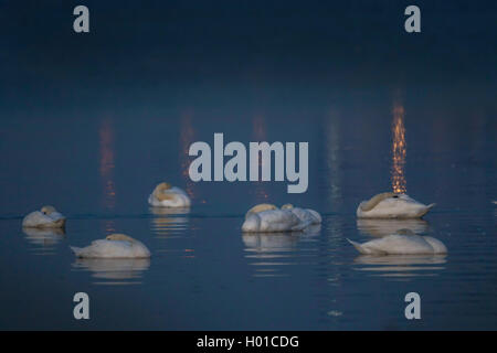 Mute swan (Cygnus olor), le cygne tuberculé dormir sur un lac dans la nuit, l'Allemagne, Mecklembourg-Poméranie-Occidentale Banque D'Images