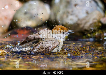 Blackcap (Sylvia atricapilla), femme se baigne dans un ruisseau, l'Allemagne, Mecklembourg-Poméranie-Occidentale Banque D'Images