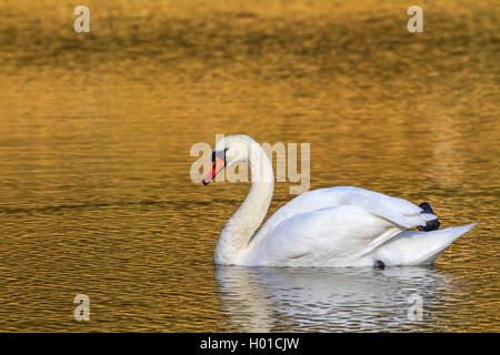 Mute swan (Cygnus olor), dans la lumière du matin, l'Allemagne, Rhénanie du Nord-Westphalie Banque D'Images
