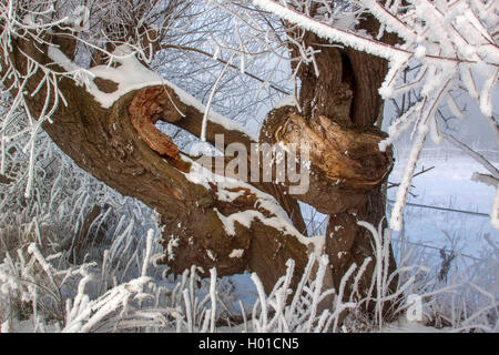 Le saule, l'osier (Salix spec.), willow étêtés avec givre, Allemagne, Mecklembourg-Poméranie-Occidentale Banque D'Images